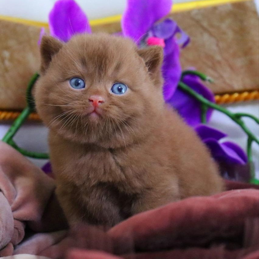 Romeo British Shorthair male, cinnamon