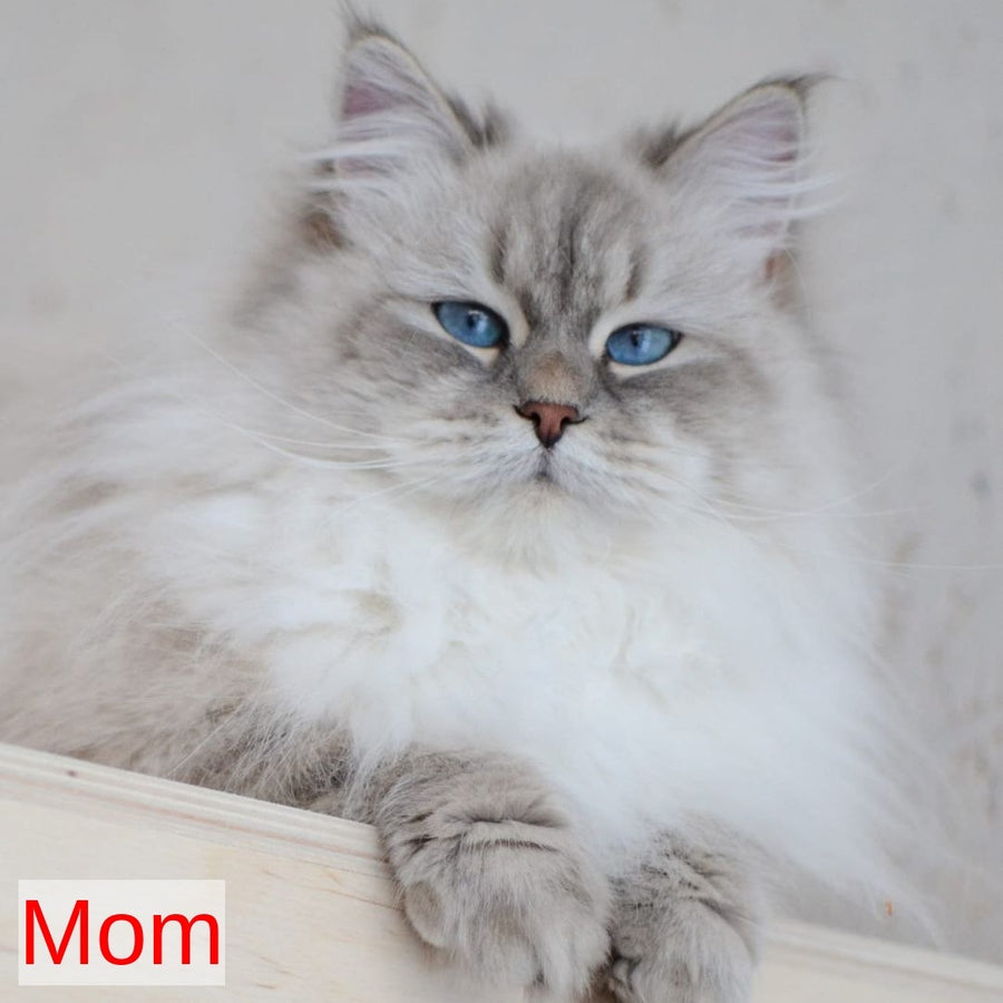 Holli Siberian female, blue tortie tabby pointed