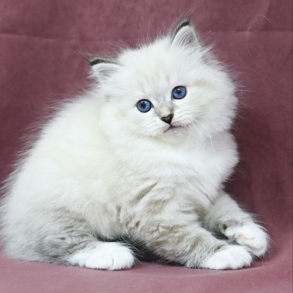 Magnat Siberian male, black tabby pointed with white