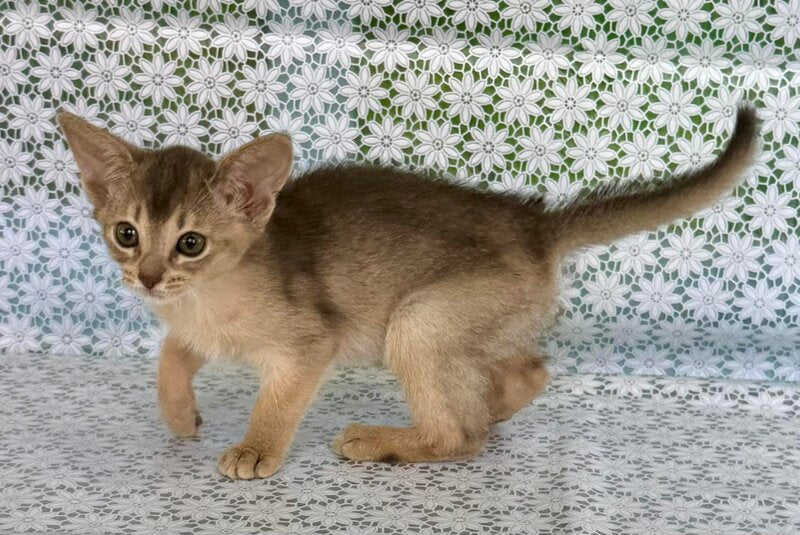 Zhasmin Abyssinian female blue - live animals