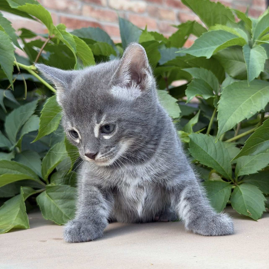 Calvin Bengal male, blue silver spotted tabby