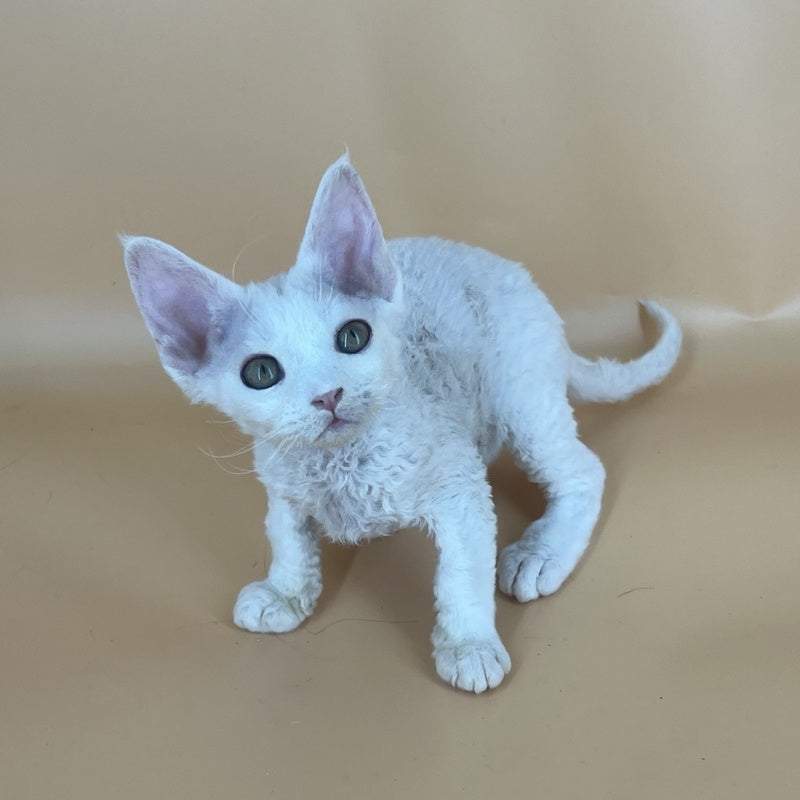 Alma Devon Rex female, white