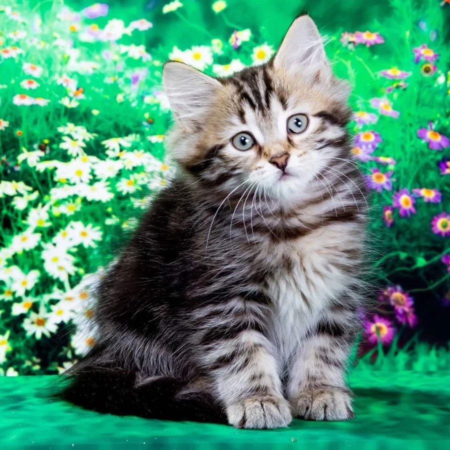 Zvezdochka Siberian female, black tabby