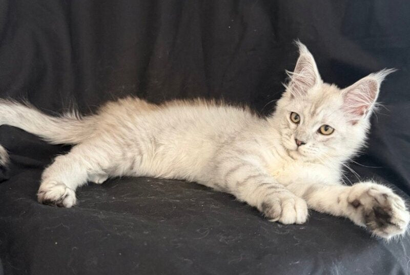 Ximas Maine Coon male, black silver shaded