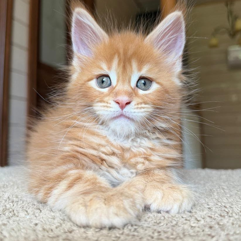 Bazilio Maine Coon polydactyl 6x6x6x6 male, red tabby with white