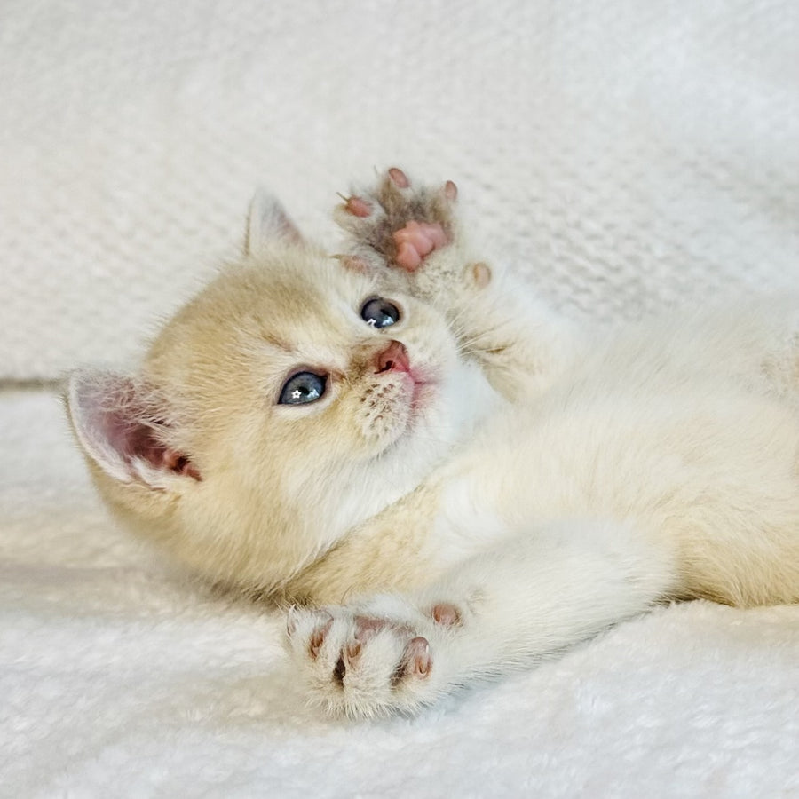 Galaxy Star British Shorthair male, lilac golden shaded