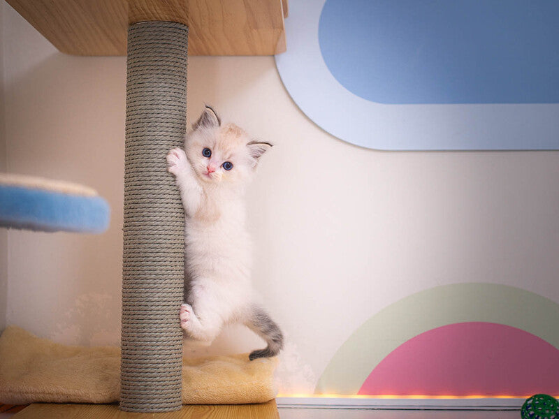 Vita Ragdoll female, seal lynx bicolour