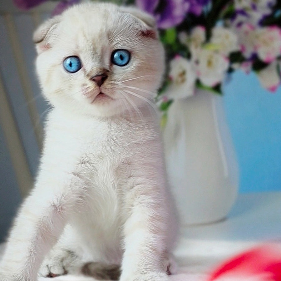 Chester Scottish Fold male, chocolate tabby pointed