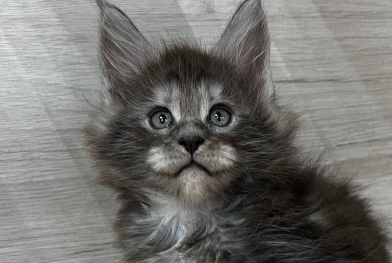 Patrik Maine Coon male, black silver