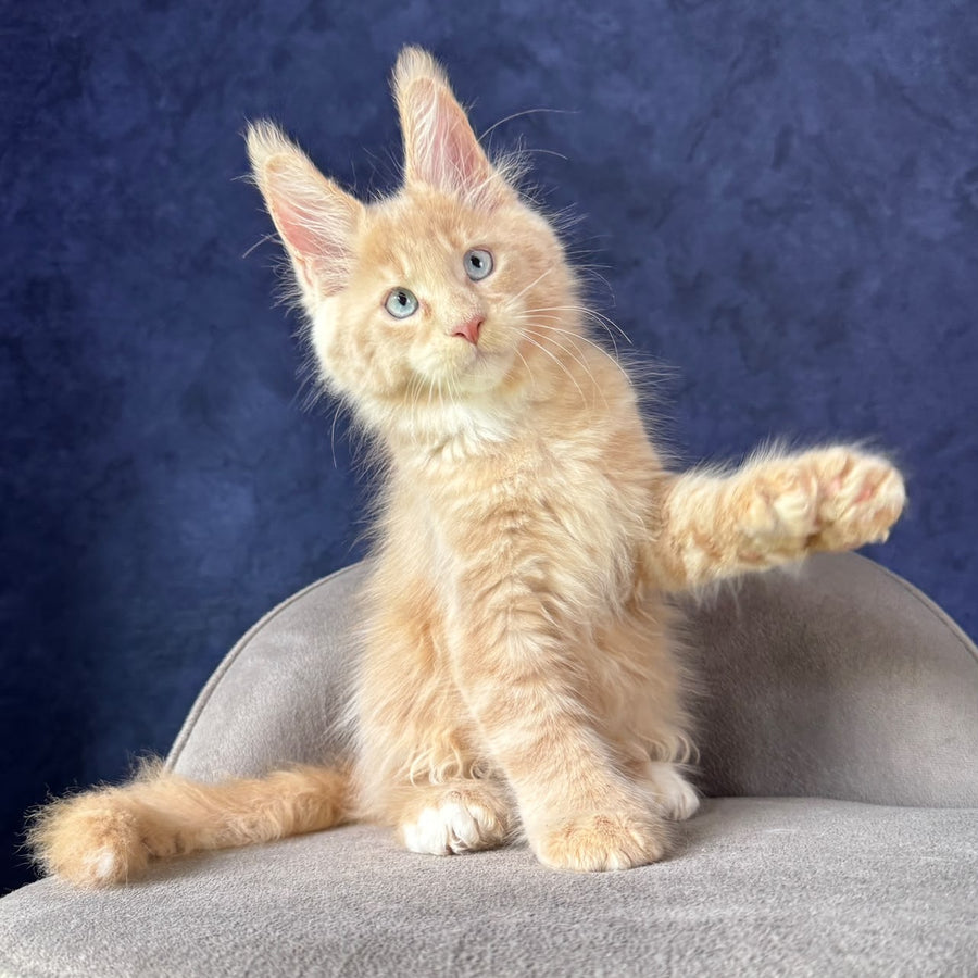 Rumbik Maine Coon polydactyl 6x6x6x6 male, cream with white