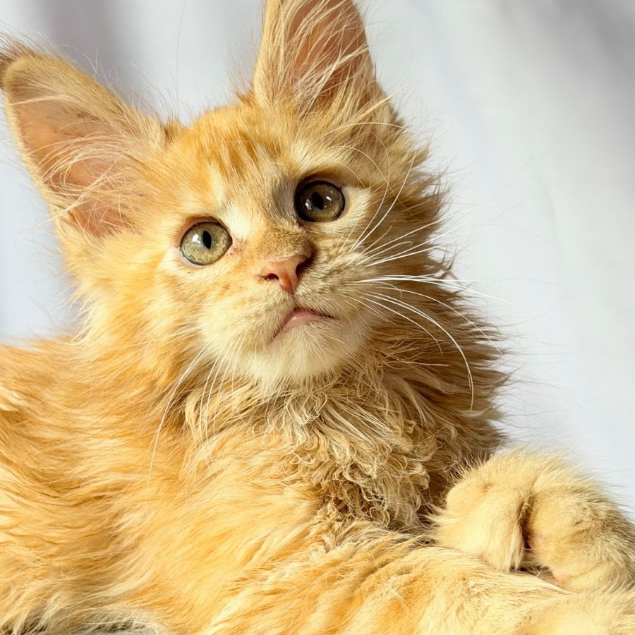 Nexus Maine Coon polydactyl 7x6x6x6 male, red