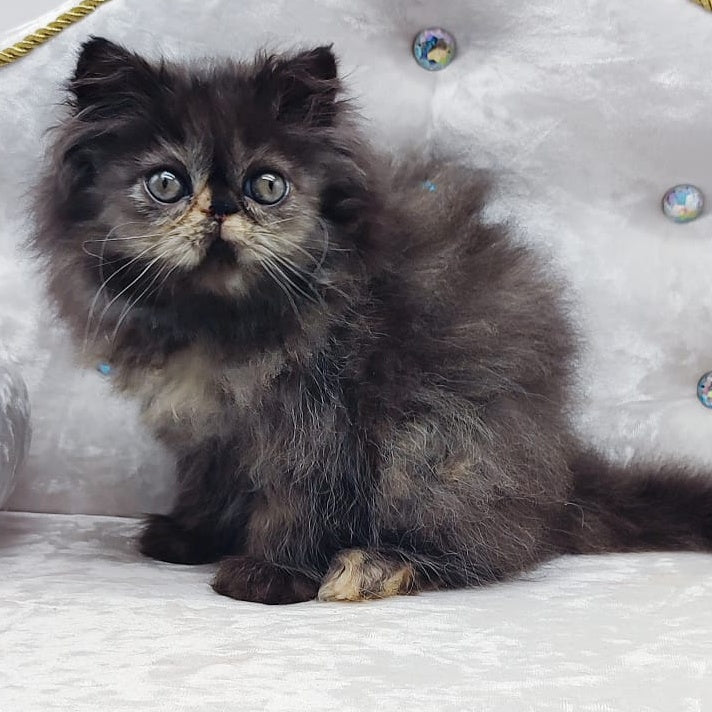 Lily Persian female, black tortie