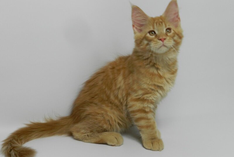 Dexter Maine Coon male, red