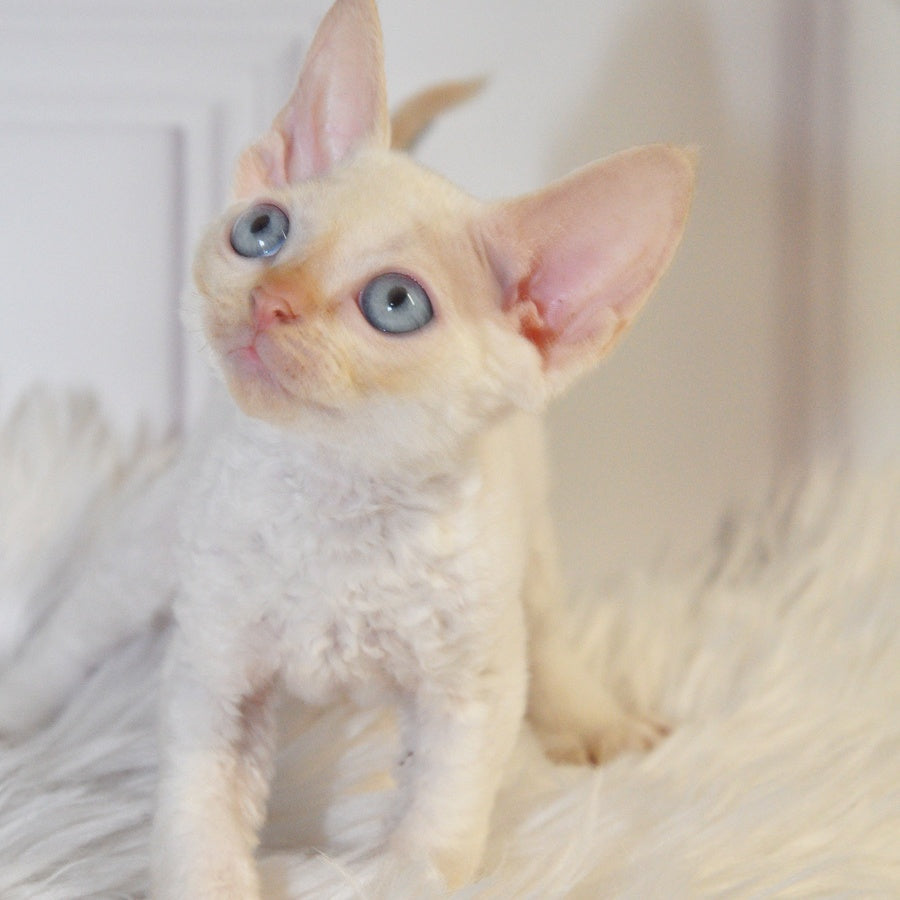 Armaf Devon Rex male, red pointed