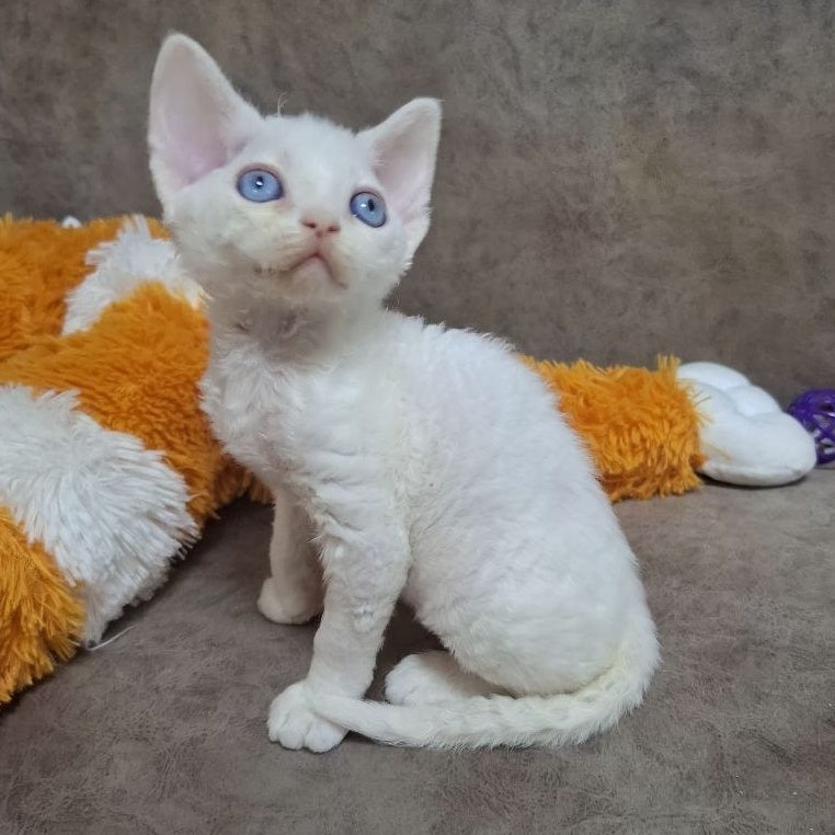Fabio Devon Rex male, white