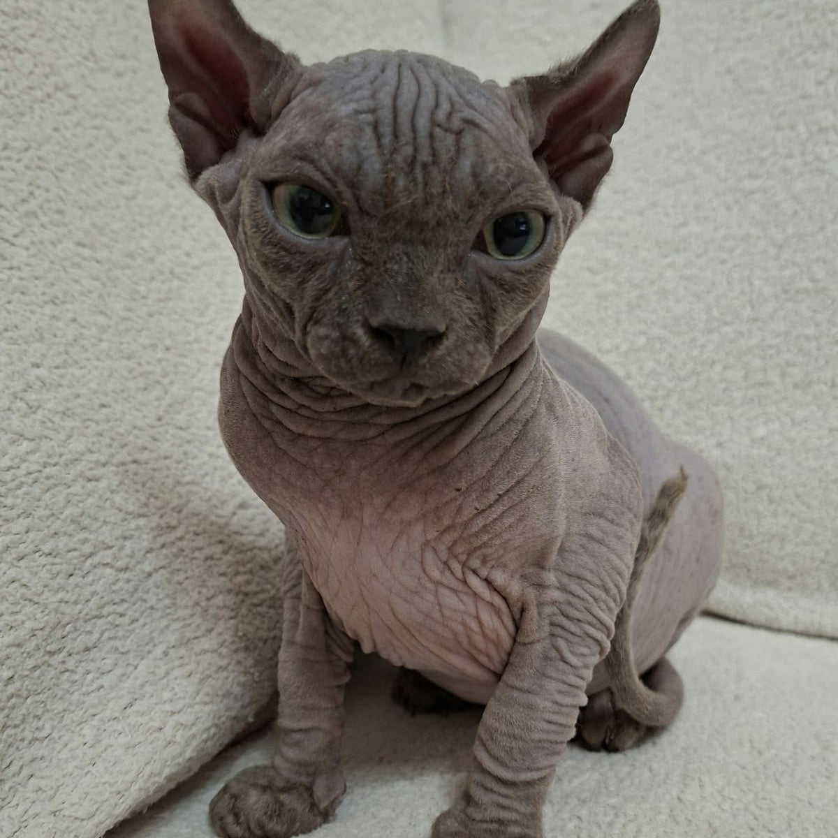 Stif Elf male, blue with white