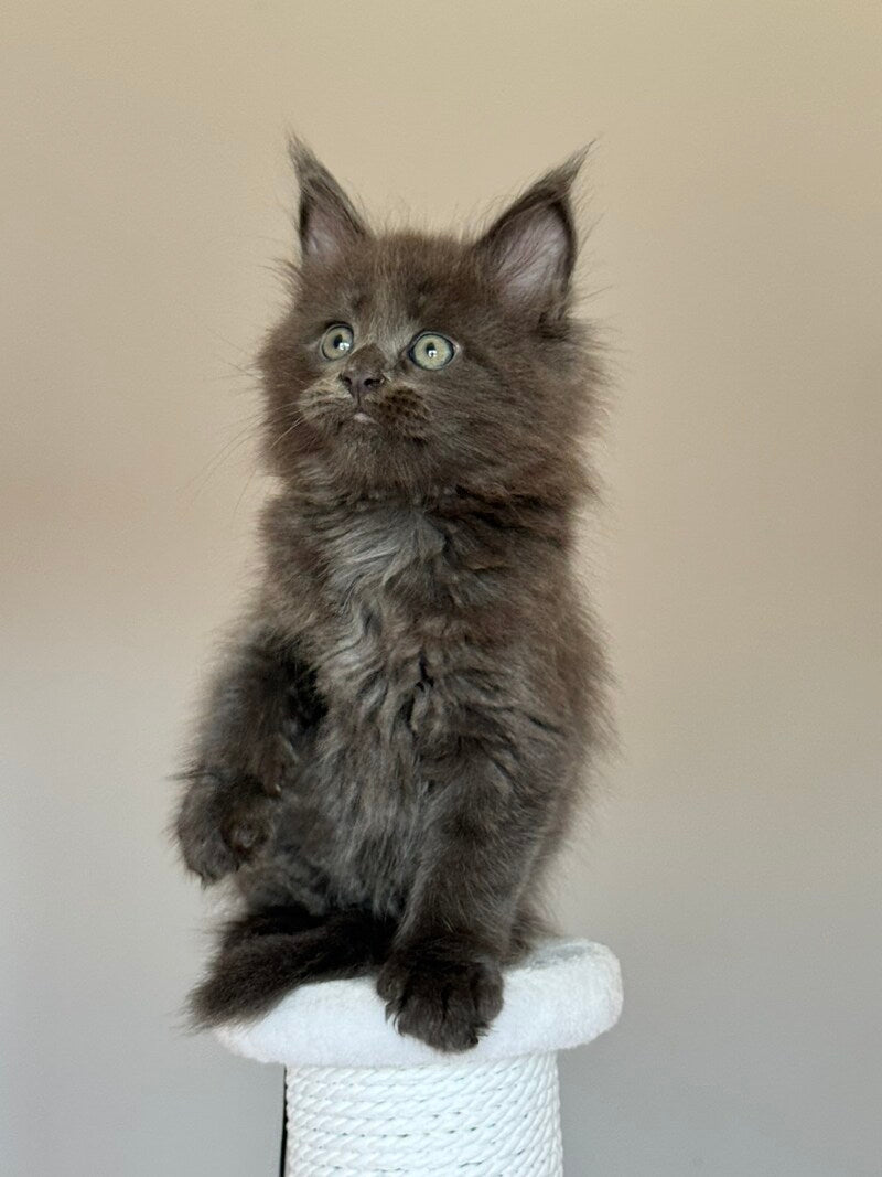 Ousei Maine Coon male, blue with white