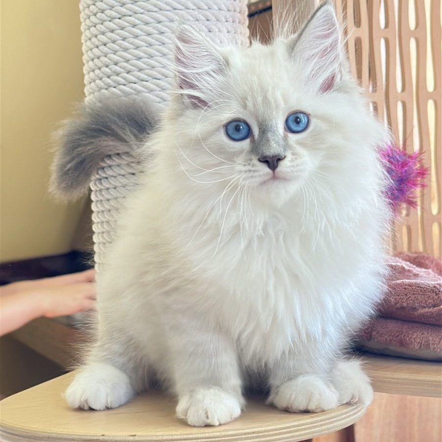 Zefir Siberian male, blue tabby pointed bicolour