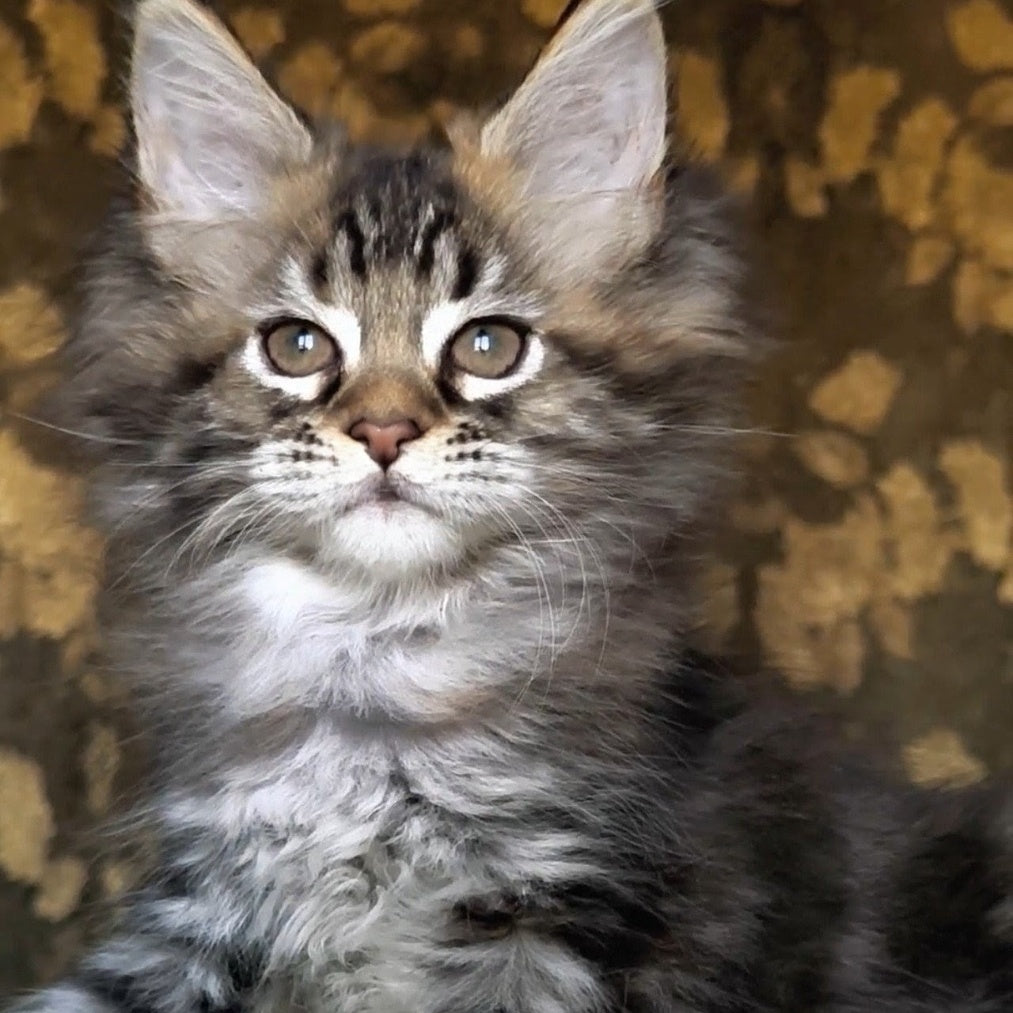 Iriska Maine Coon female, black tortie tabby