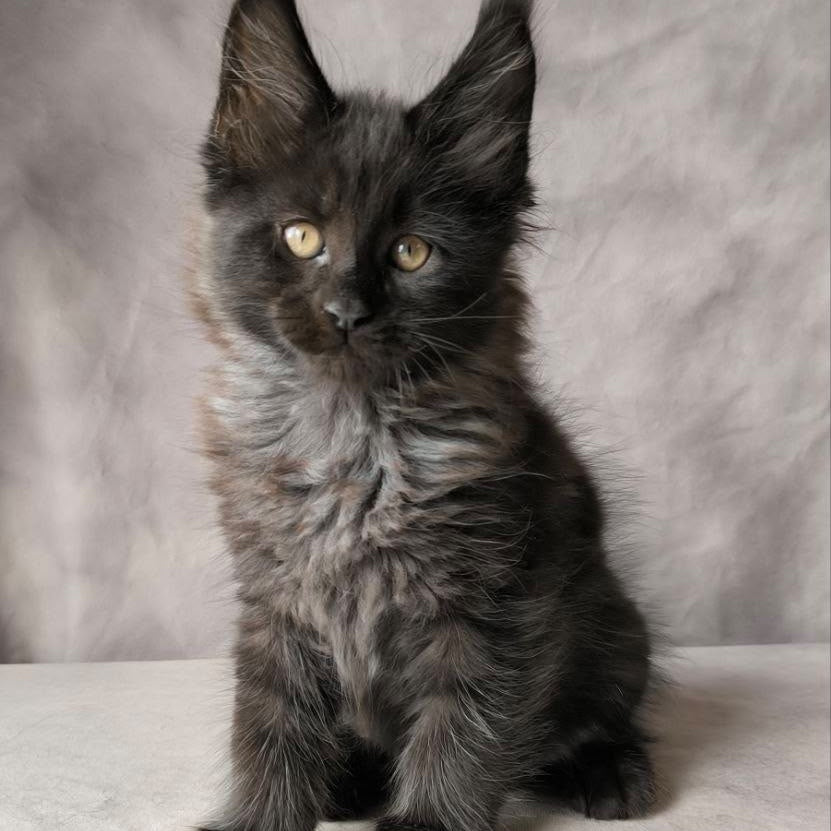 Poseidon Maine Coon male, black