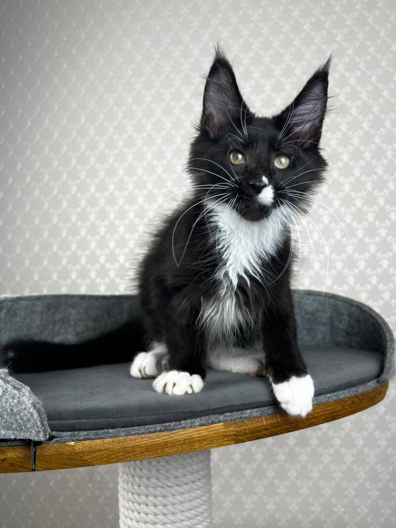 Oscar Maine Coon male, black bicolour