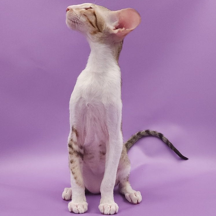 Winner Oriental Shorthair male, cinnamon spotted tabby bicolour