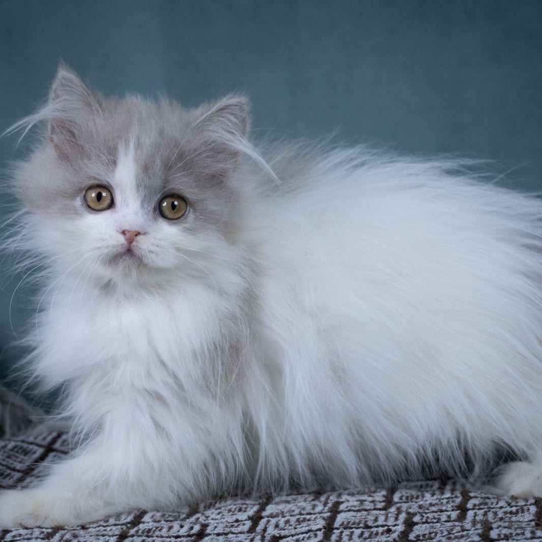 Elektra Selkirk Rex female, lilac harlequin