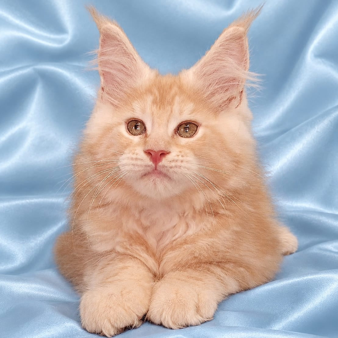 Zefir Maine Coon male, red silver tabby
