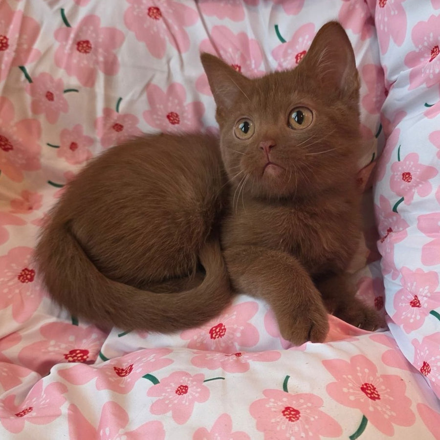 Bonny British Shorthair male, cinnamon