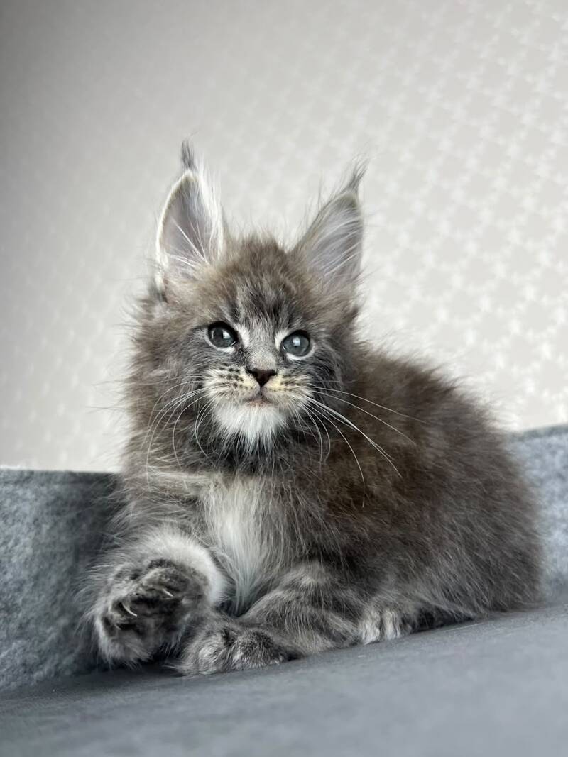 Pop Star Maine Coon male, blue tabby