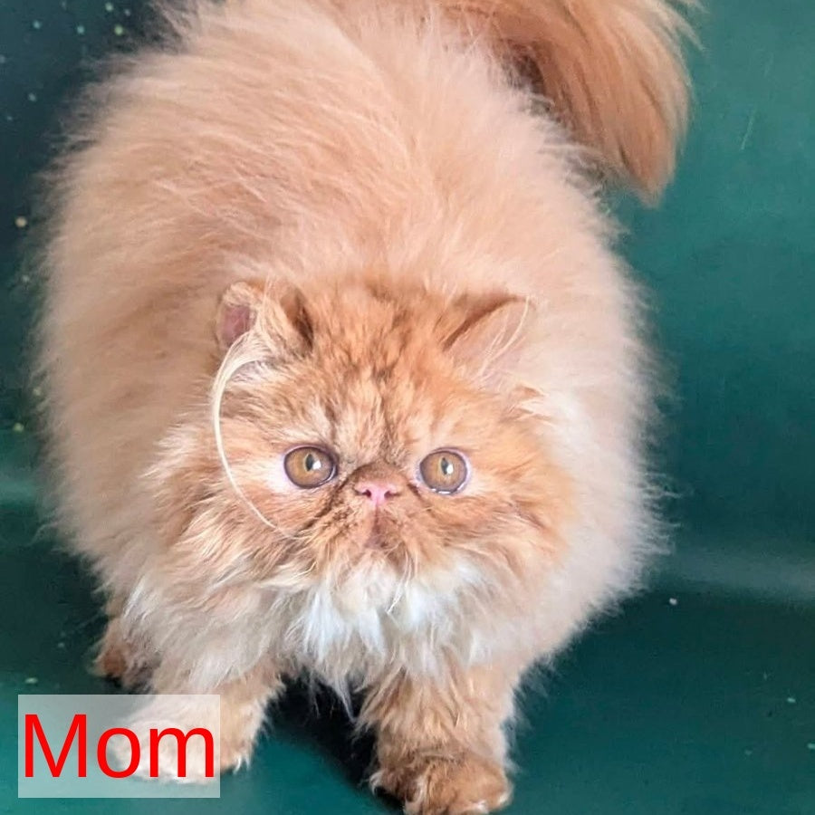 Roksolana Persian female, black tortie tabby harlequin