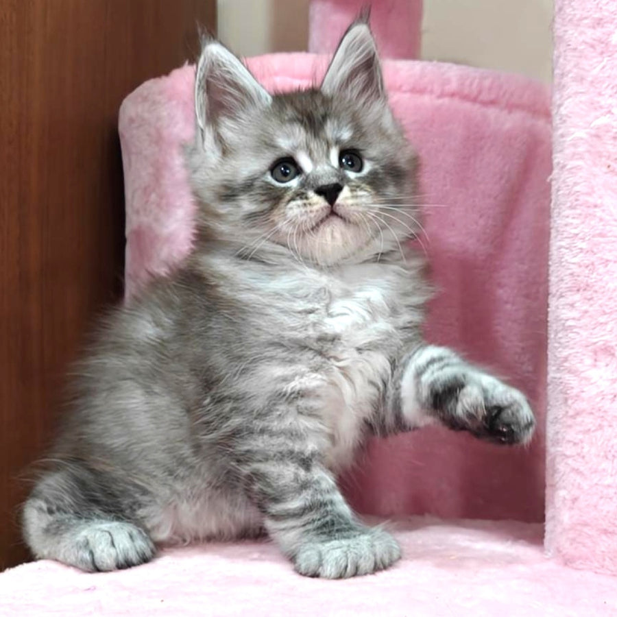 Favourite Maine Coon polydactyl 6x6x6x6 male, black silver