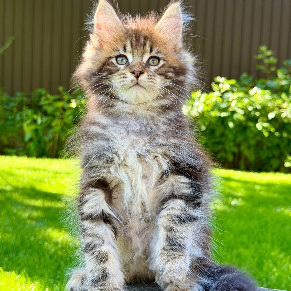 Nixx Maine Coon male, black tabby