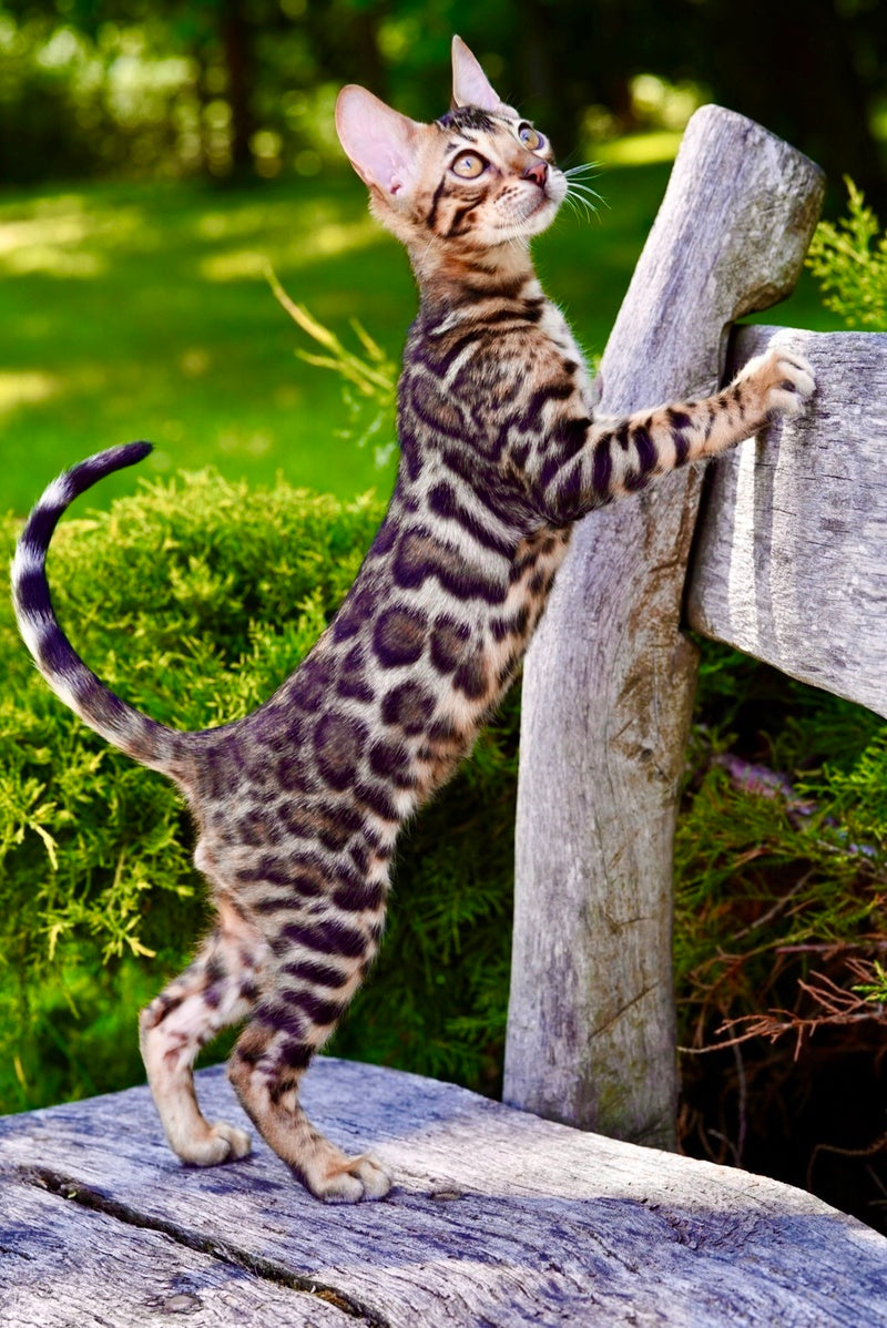 Mokko Bengal male black spotted tabby - live animals