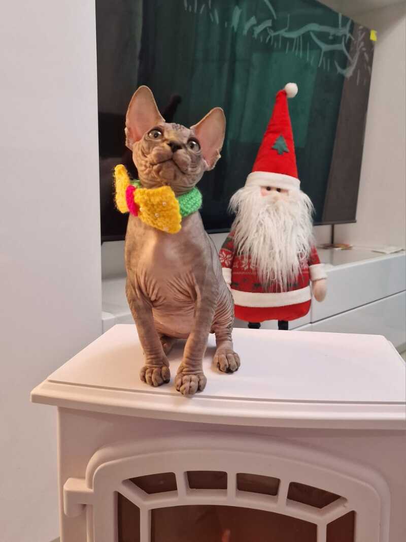 Dasha Canadian Sphynx female black tabby - live animals