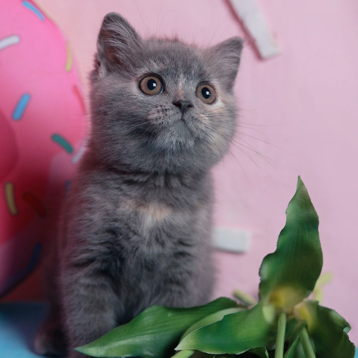 Aiza British Shorthair female, blue tortie