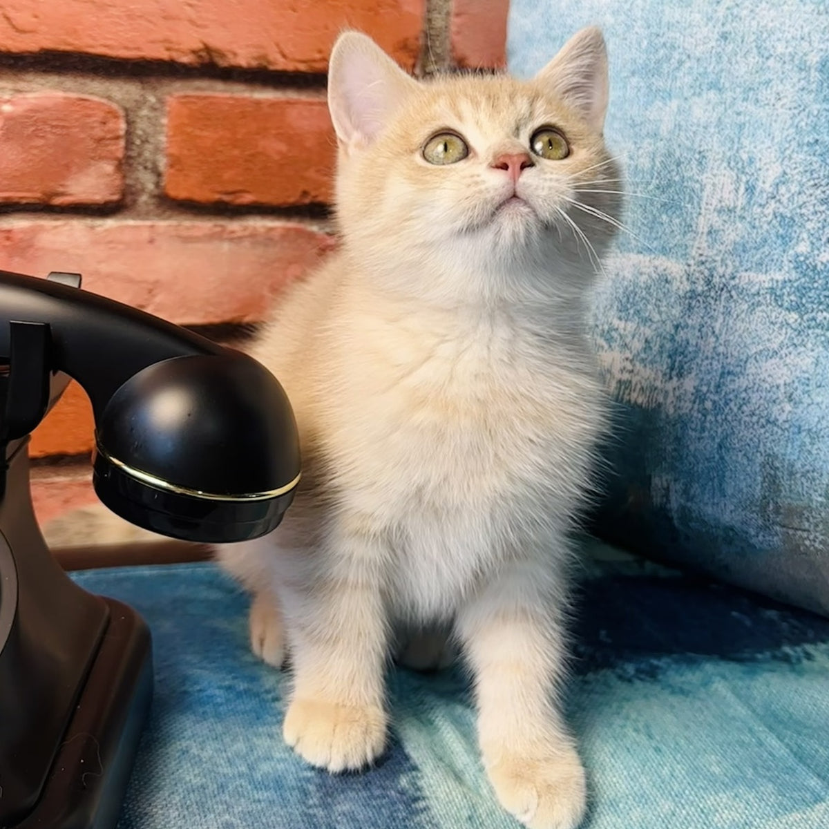 Jin British Shorthair male, blue golden spotted tabby