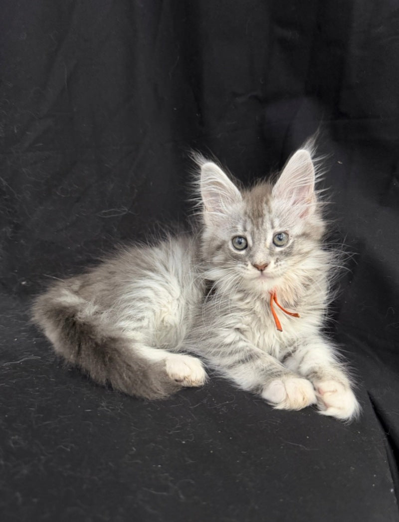 Zoryana Maine Coon female, blue silver tabby with white