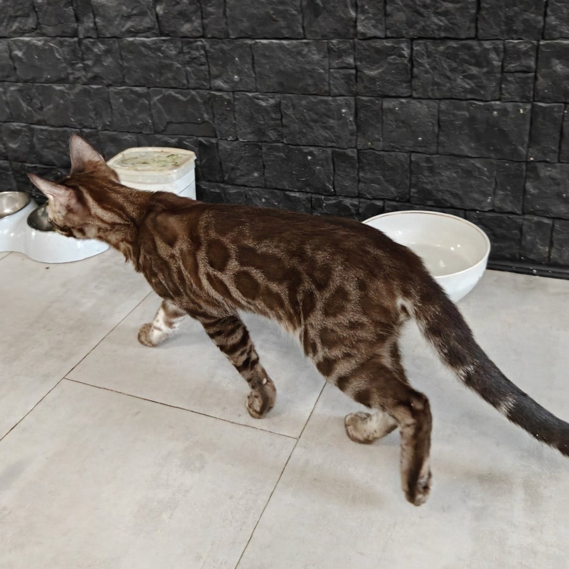 Jake Bengal male, black amber spotted tabby pointed