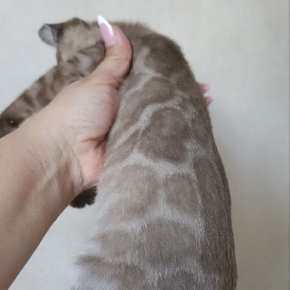 Nutela Bengal female, black pointed spotted tabby