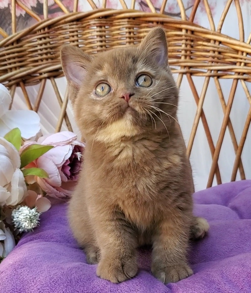 Sherry British Shorthair female, cinnamon tortie