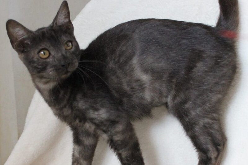 Ponti Bengal male, black silver