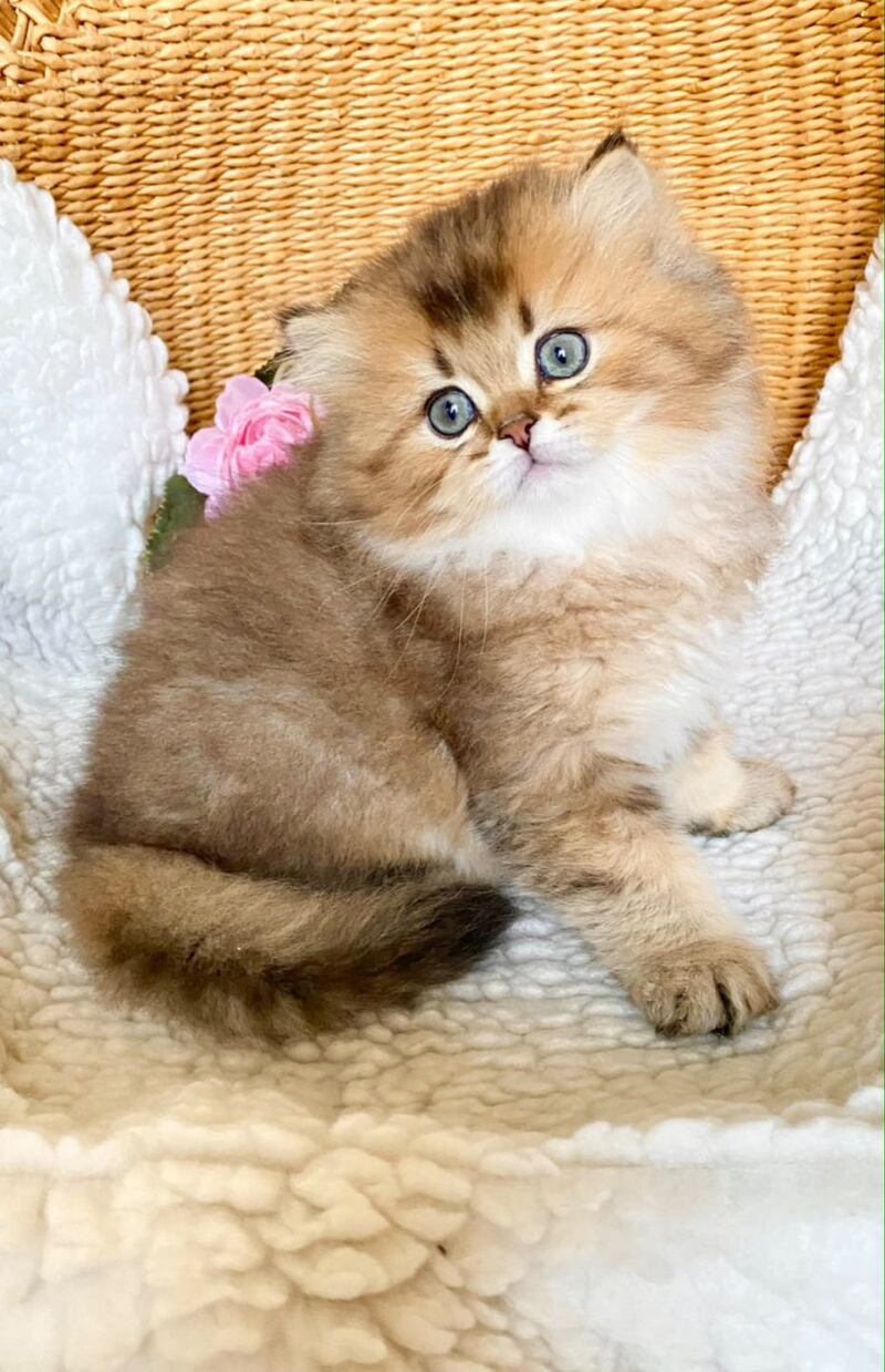 Ulis British Longhair male, black golden ticked tabby