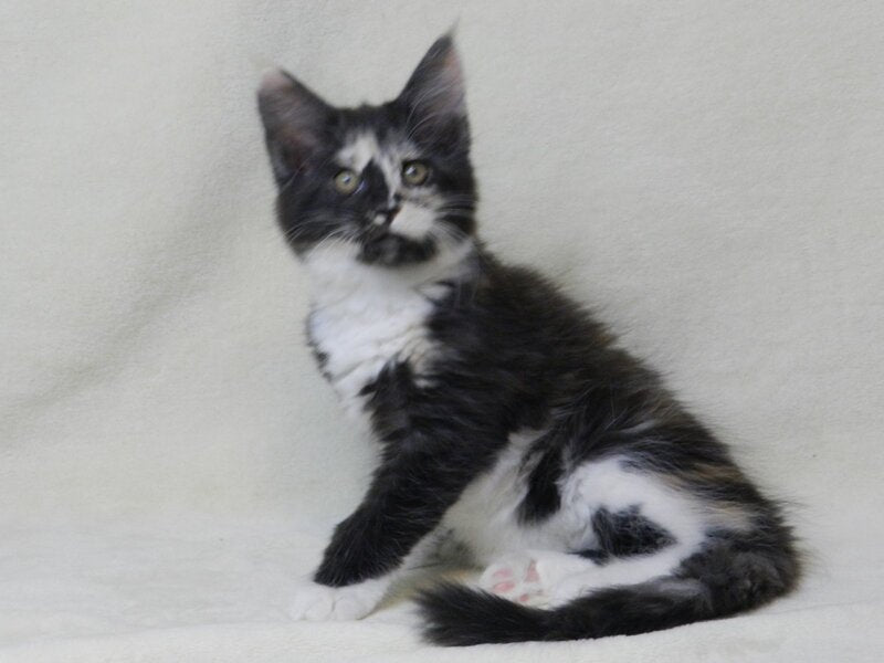 Evie Maine Coon female black tortie bicolour live animals