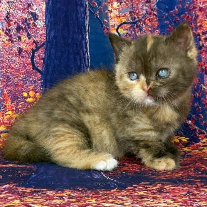 Jane Munchkin female, chocolate tortie bicolour