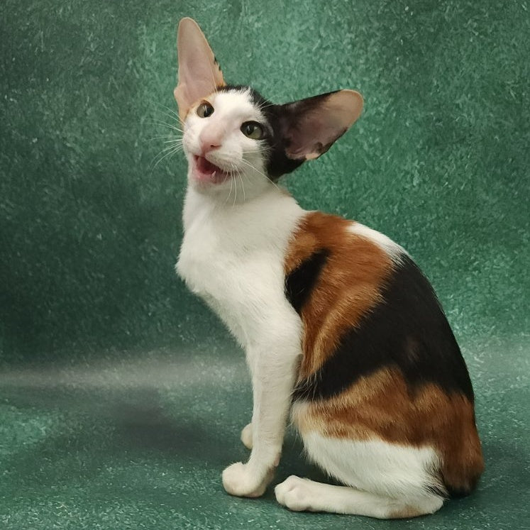 Ulrica Oriental Shorthair female, black tortie tabby harlequin