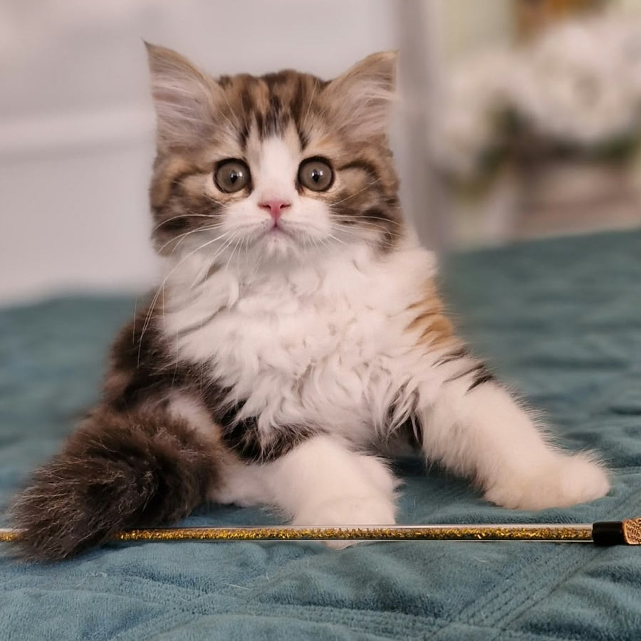 Оgirl Scottish Straight female, black tortie tabby bicolour