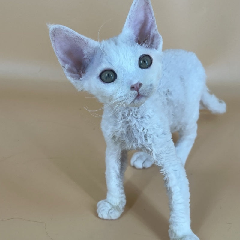 Alma Devon Rex female, white