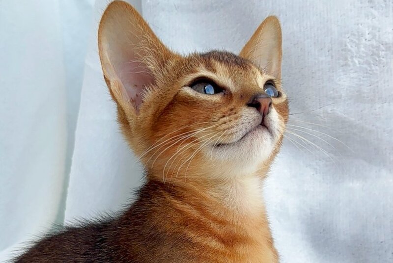 Saimon Abyssinian male, ruddy