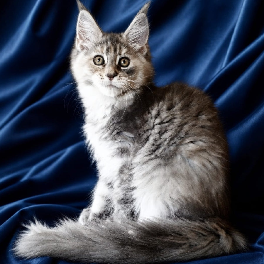 Vicky Maine Coon female, blue tortie silver tabby
